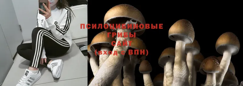 Галлюциногенные грибы Psilocybine cubensis  Красавино 